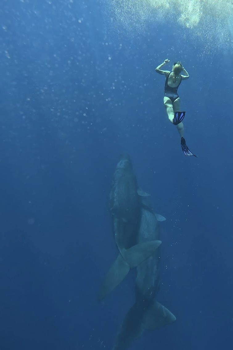 Океан, киты 