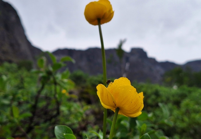 Яркие купальницы, Хибины