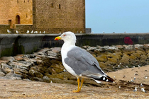 /shared/upload/IMAGES/Galery/Marocco-august-2023/essaouira-1-wd-marked.jpg