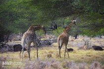 /shared/upload/IMAGES/Galery/Mauritius-2024/c27a2420-wd-marked.jpg