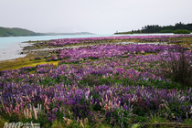 /shared/upload/IMAGES/Galery/New-Zealand-2024/img-20191203-095530-wd-marked.jpg