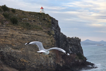 /shared/upload/IMAGES/Galery/New_Zealand_2025/dunedin-20251119-195949-wd-marked.jpg