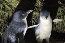 /shared/upload/IMAGES/Galery/New_Zealand_2025/dunedin-20251119-215020-wd-marked.jpg