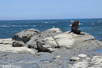 /shared/upload/IMAGES/Galery/New_Zealand_2025/kaikoura-20251114-135812-wd-marked.jpg