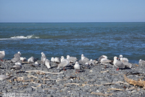 /shared/upload/IMAGES/Galery/New_Zealand_2025/kaikoura-20251114-175702-wd-marked.jpg