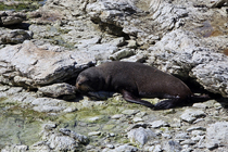 /shared/upload/IMAGES/Galery/New_Zealand_2026/20260323-134853-wd-marked.jpg