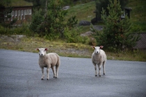 /shared/upload/IMAGES/Galery/Norway-2024/dsc-5419-sirdal.jpg