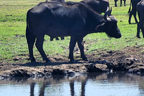 /shared/upload/IMAGES/Galery/Victoriya/chobe-3-wd-marked.jpg