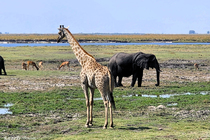 /shared/upload/IMAGES/Galery/Victoriya/chobe-4-wd-marked.jpg