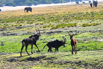 /shared/upload/IMAGES/Galery/Victoriya/chobe-5-wd-marked.jpg