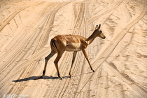 /shared/upload/IMAGES/Galery/Victoriya/chobe-7-wd-marked.jpg