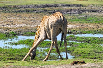 /shared/upload/IMAGES/Galery/Victoriya/chobe-8-wd-marked.jpg