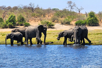 /shared/upload/IMAGES/Galery/Victoriya/chobe-9-wd-marked.jpg