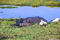 /shared/upload/IMAGES/Galery/Victoriya/chobe-wd-marked.jpg