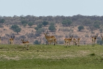/shared/upload/IMAGES/Galery/Viktoria_2025/chobe-img-2035.jpg